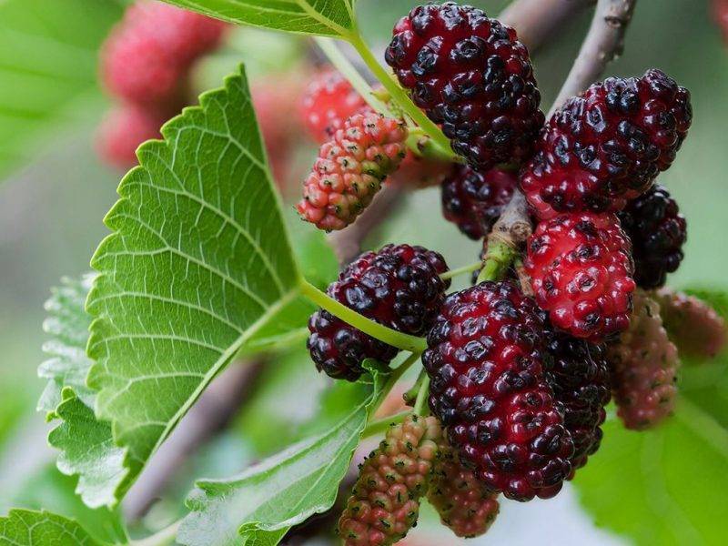 Шелковица купить саженцы из питомнике в Каспийске