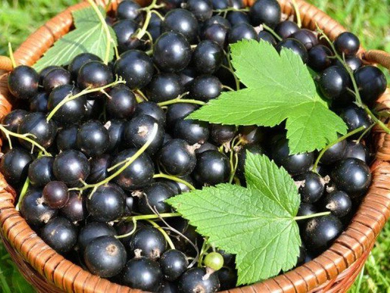Смородина купить саженцы из питомника в Каспийске