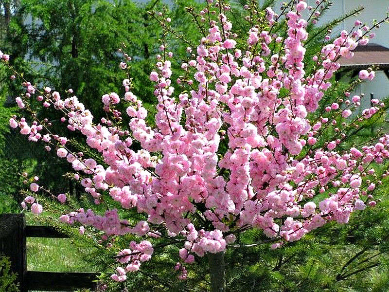 Миндаль купить саженцы из питомника в Каспийске