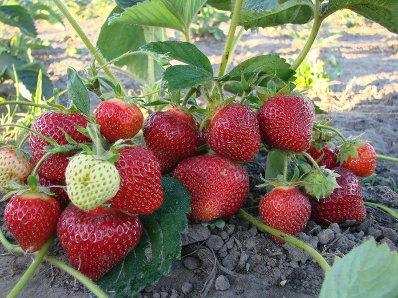 Клубника купить саженцы из питомника в Каспийске