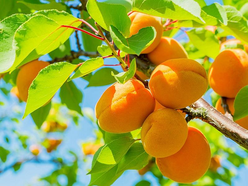 Абрикос купить саженцы из питомнике в Каспийске