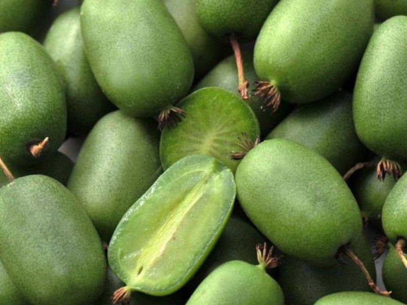 Актинидия купить саженцы из питомнике в Каспийске