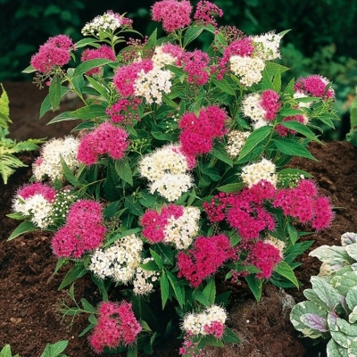 Спирея "ШИРОБАНА" (стакан Р9)
