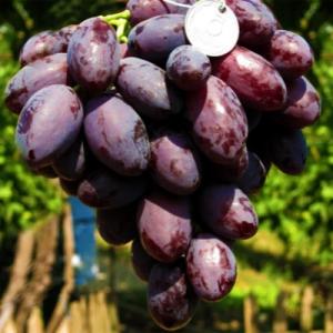 Виноград "КАТАЛОНИЯ"