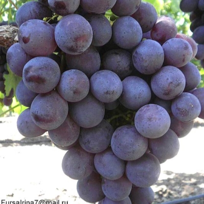 Виноград "РОШФОР"